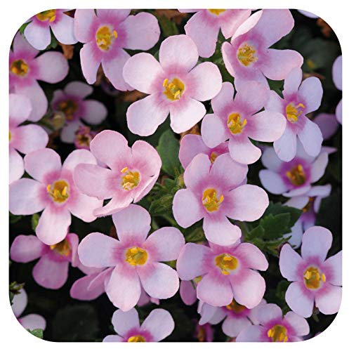 Bacopa Secrets XL Dark Pink Cutting Raised Basket Plug Plants x 5 Perennial