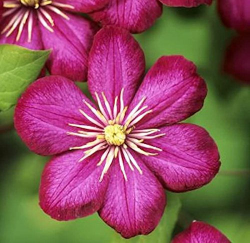 Waldrebe Vile de Lyon 60-80cm - Clematis - lebende Gartenpflanze aus den Baumschulen