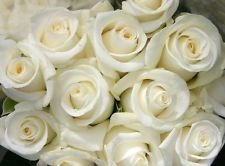 Schneewittchen-Rosenbusch. Weitere Rosen finden Sie in unserem Shop.