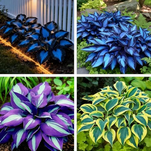 Hosta Plant Seeds 288PCS– Perennial Shade-Loving Garden Plant Gift for Garden Lovers & Home Landscaping Projects