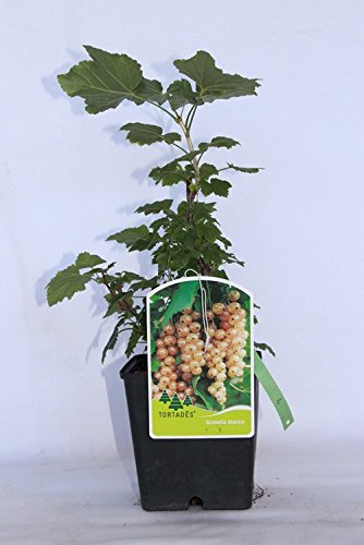 Grosella blanca (maceta 2 litros) - Arbusto frutal vivo