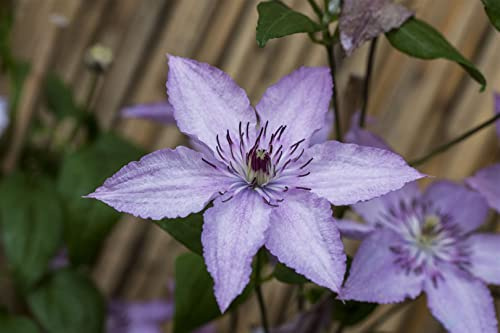 Waldrebe Clematis Hagley Hybrid 40-60 cm Kletterpflanze winterhart | Blühfreudig, sonniger bis halbschattiger Standort, ideal für Zaun, Balkon und Garten, robust, langlebig