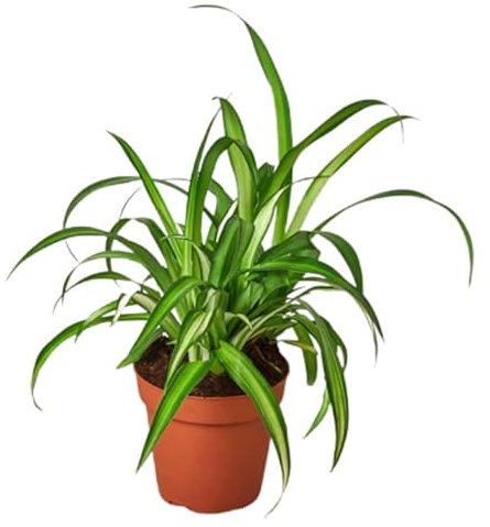 Spider Plant Chlorophytum comosum 'Hawaiian' - White/Green Varieg in 12 cm Pot
