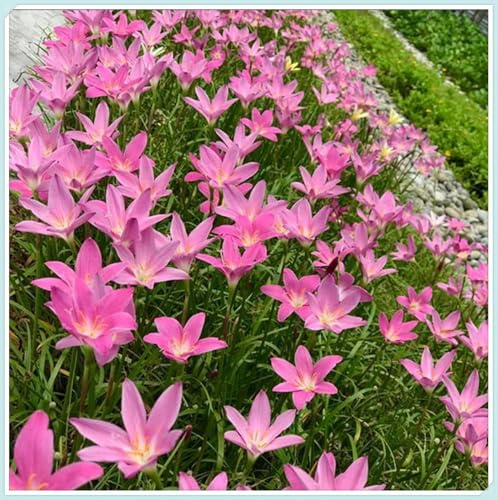 Bulbos de Lirio de Lluvia - Resistente a la Sequía - Ideal para Borduras y Rocalizas -Zephyranthes cándida bulbos-10 Bulbos-E