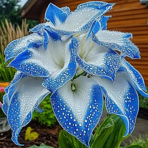 Hostas/Rizoma Hosta-Eleganti-Garden-Hosta in vaso/Sorprendente-15 Rhizome-D