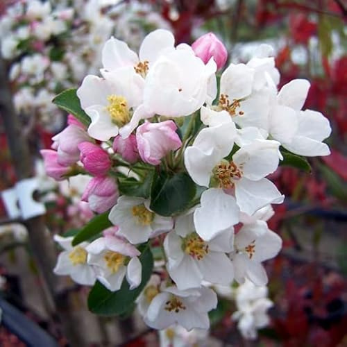 Vivai le Georgiche - Pianta vera di Malus Red Sentinel Malus x robusta 'Red Sentinel' Melo da fiore - vaso Ø 24 cm