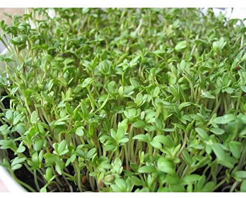 100 graines semences cressons alénois commun se cultive toute l'année