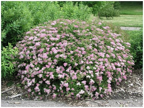 Stauden Gänge 1 x Spiraea japonica 'Little Princess' Rosa Zwergspiere | Winterharte Heckenpflanze für Sonne bis Halbschatten, Blüte Juni bis September, mehrjährig, schnittverträglich, 9x9 cm Topf