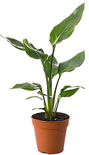 Strelitzia Nicolai Große Zimmerpflanze, immergrün, exotisch, hohe Pflanzen für drinnen.