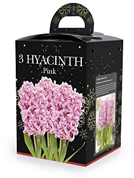 Jamieson Brothers® Hyacinth Bulbs Pink (Set of 2) - Beautifully Packaged Gift Box for Festive Blooms, Ideal for Indoor Growing and Perfect as a Holiday Present for Loved Ones