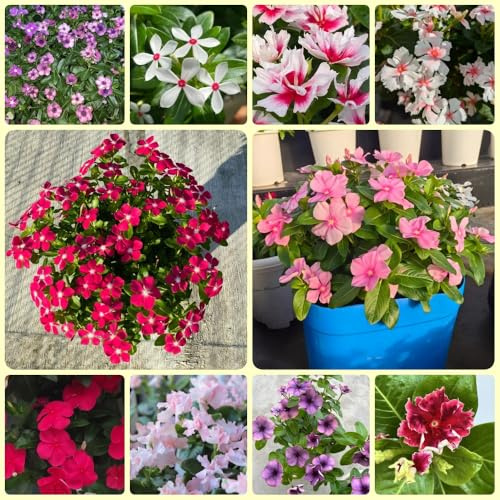 Immergrüne - balkonpflanzen deko wohnzimmer Catharanthus roseus, winterfeste für balkon 300Samen