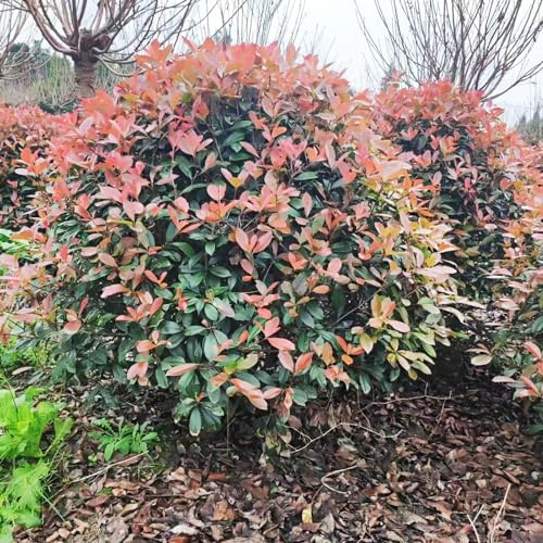 Photinia red robin silvestres de balcón semillas de semillas verano medicinales balcón decoración jardín 600pcs