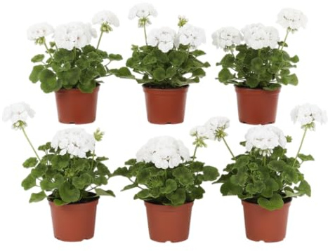 Pack Plantas Decorativas | Pack de 6 Geranios Naturales en Maceta DECOALIVE | Seis Plantas de Geranio Pelargonium para Interior y Exterior