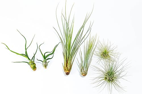 PLANDAIRE - PACK Plantes d'air - Tillandsia Fuchsii Gracilis, T. Bulbosa, T. Juncea - Plantes à fleurs naturelles - Extérieur et intérieur (Set de 6)
