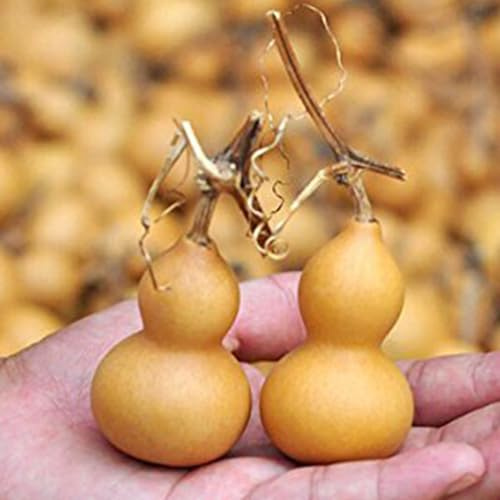 qczoyp Natural Dry Gourd Bottles -Mini Cute Gourd Ornaments for DIY Crafts, Tabletop & Hanging Decor - 4-6.5cm - Ideal for Gifts & Home Accents