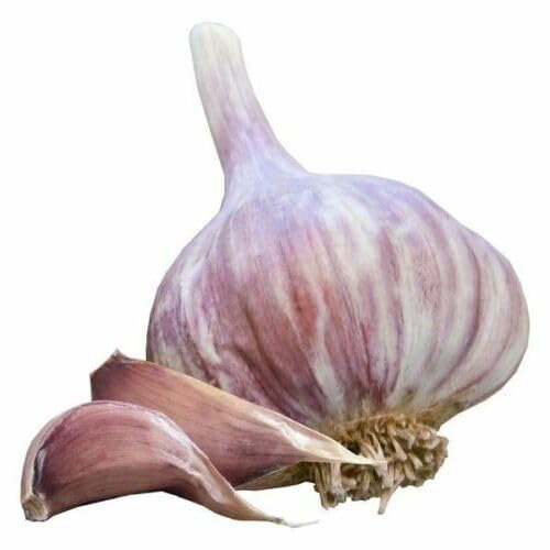 Buy4seeds 7 Seeds Chesnok Wight Garlic Seed Cloves for Giant Bulbs Huge Sweet & mildUseful for Gardening(7 Seeds)