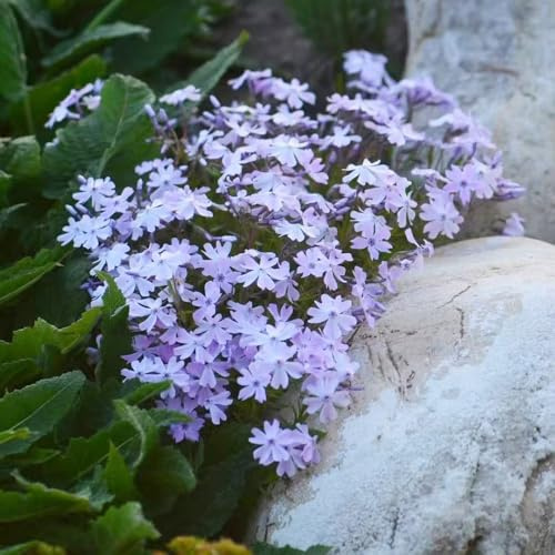 flox tappeto resistenti esterno in vaso phlox Decorazioni giardino per esterni d'appartamento rare ombra semi di selvatici balcone, 600semi