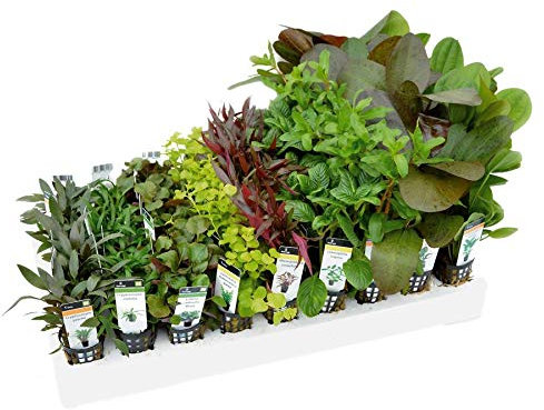 Discus Mixed Box of Aquarium Plants - 50L Tank (12 Pots)