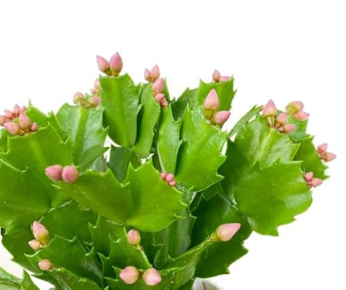 Cactus de Flores Colgantes Schlumbergera: Planta Natural de Interior