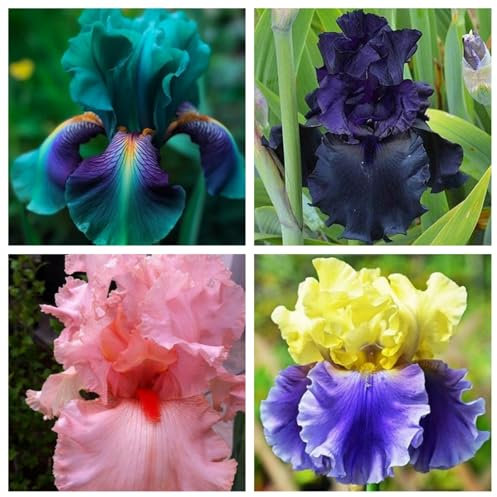 Iris Plant-Flowering Bulbs Excellent Display Indoor-H-4 Bulbs