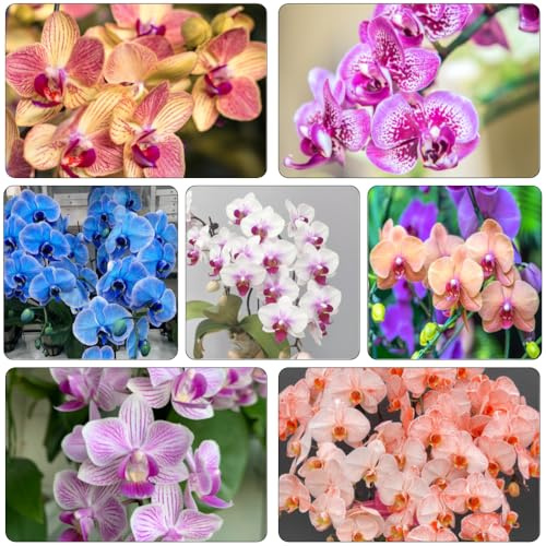 semi Phalaenopsis di giardino orchidie a foglia perenne selvatico, semina autunno, perenne decorazione ufficio in estremamente resistente 650pcs