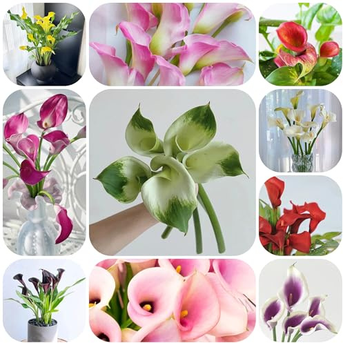 tuberi di calla - decorazione autunnali per zone soleggiate decorazione soggiorno tappezzante resistente rialzata 8bulbi