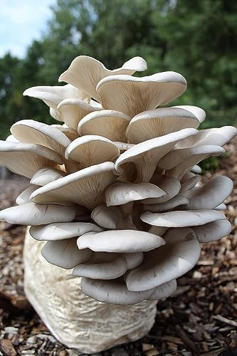 Bio Austernpilz Pilzzuchtkultur XXL - Pilze selber züchten
