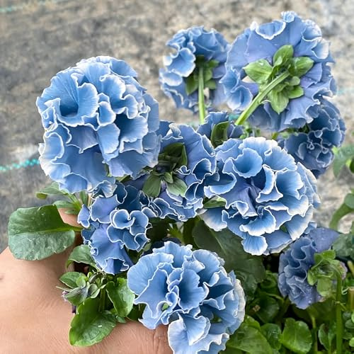 viola cornuta - semi di giardino esotici semi del balcone selvatici decorazione resistenti per sole pieno 550pcs