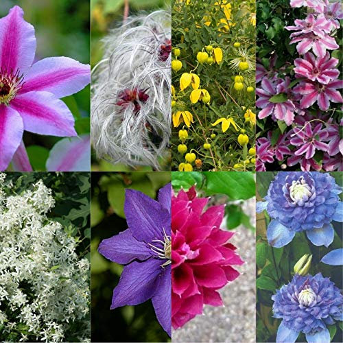 Germinazione dei semi: Nelly Moser: 7 differenti varietà CLEMATIS da scegliere 20, 100, 200, 50 o 50+ semi