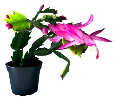 Schlumbergera PREMIUM Cactus de la Navidad Resistente de Calidad