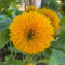semillas de girasol perennes resistentes, Helianthus annuus, Semillas orgánicas para plantas de balcón de primavera semillas de girasol Plantas exóticas de jardín resistentes plantas 1500pcs