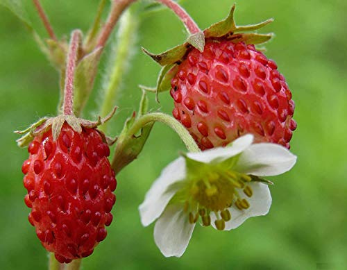 Seeds4planting - Seeds Alpine Strawberry Regina Giant Red Everbearing Wild Climbing Heirloom Fruits Non GMO
