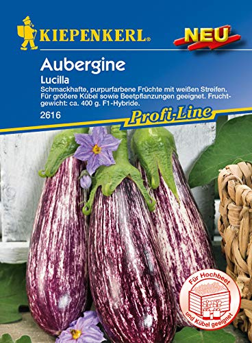 Aubergine Lucilla F1, schmackhafte purpurfarbene Früchte mit weißen Streifen, für Freiland oder Gewächshaus