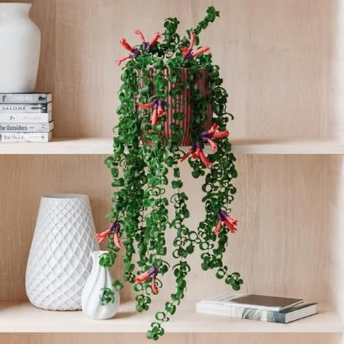 Twister Lipstick Plant for Planting | 4 inch Tall Potted Curly Lipstick Plant Live Houseplants | Easy-Care Indoor Plant with Unique Twisting Foliage