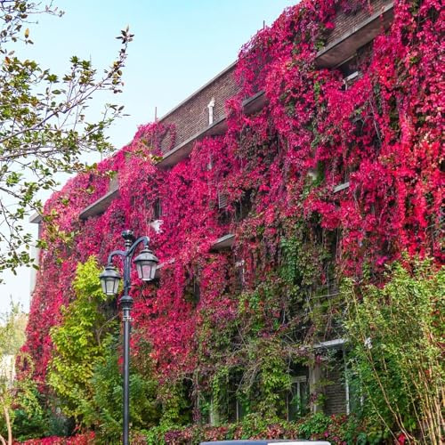 Parthenocissus tricuspidata, giardino balcone resistente 300semi