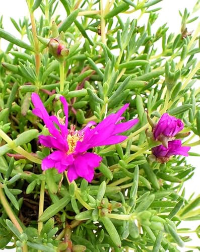 Mesem Natural Planta Tapizante de Exterior con Flores Estivales