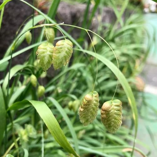 semillas de ornamental de interior Pastos ornamentales resistentes resistentes al invierno arbustos para el jardín exterior, ornamentales 400pcs