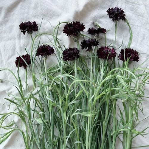 Semi di fiordaliso semi di giardino Centaurea cyanus 300pcs