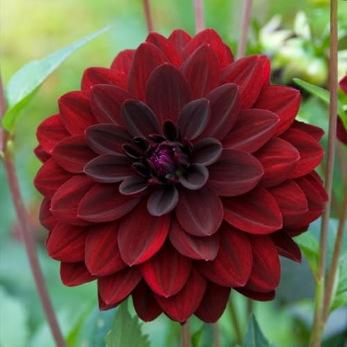 Carbeth Plants - 4 x Dahlia Arabian Night Summer Bulbs - Deep Red Decorative Summer Flowering Tubers - Herbaceous Perennial Garden Plant - Planting in Outdoor Borders, Beds & Containers