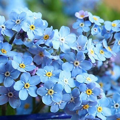 CHTING Lot de 500 graines de fleurs vivaces myosotis pour jardin extérieur, décoration de cour