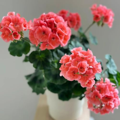 geranien - outdoor rankpflanzen gartenblumen balkonblumen gewächshaus balkon gartendeko für draußen hochbeet bodendecker stauden seltene steingarten zimmerbonsai gartenpflanzen 20samen