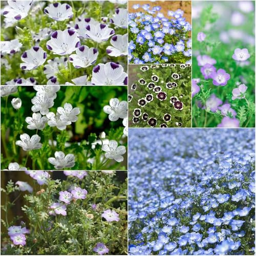semi del bosco - semi di giardino legno giardino resistenti resistenti per balcone coperto 40pcs