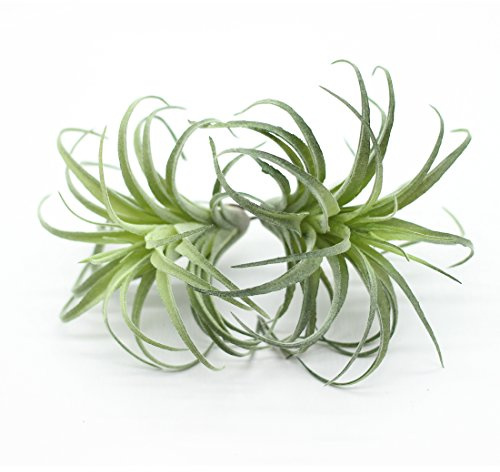 ZJCilected 2PCS Artificial Flocking Tillandsia Air Plants Faux Succulents Bromeliads for Indoor/Outdoor Garden and Home Decor, Terrarium Decorations, Arrangements, Office, and Displays(Small)