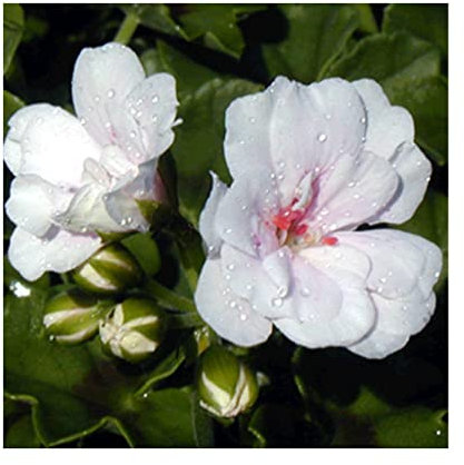 Trailing Geranium Blanche Roche - 6 Starter Plants -Geraniums .Fantastic for Hanging Baskets, Plug Plants.Glam up Your Garden. Summer is here! Plants Online.