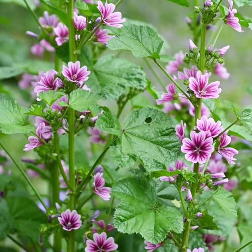 semillas de malva perenne resistente del balcón para decoración de balcones, balcón resistentes 200pcs