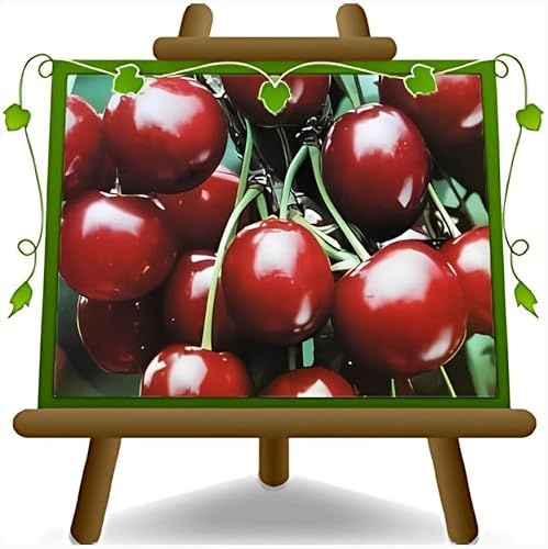 Albero di Ciliegio Sweet Heart Dolce da Frutto, Pianta in Vaso da 20 cm, Altezza 150-170 cm, Età 1 Anno, Radice Nuda