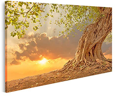 islandburner Prime Bild auf Leinwand Alter Baum im Wald bei Sonnenaufgang in Orange Wandbild Poster Leinwandbild Bilder ABAD