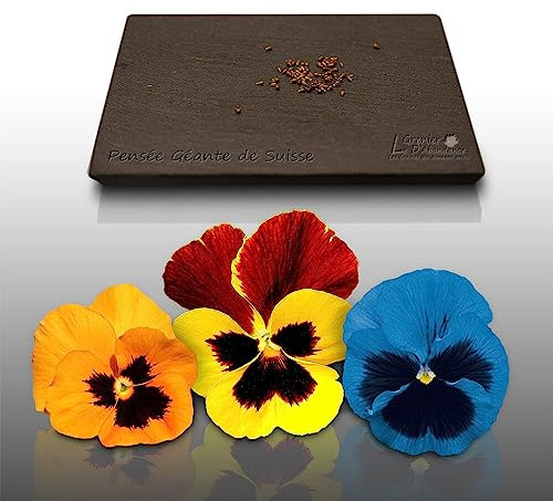 25 graines Fleurs à semer - Le Grenier d'Abondance - PENSEE Géante de Suisse - Viola tricolor