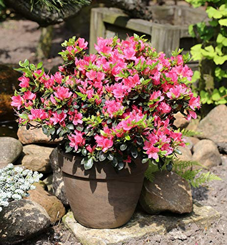 Japanische Azalee Drapa® 15-20cm - Rhododendron obtusum - Zwerg Alpenrose - lebende Gartenpflanze aus den Baumschulen