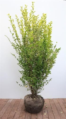Ligustrum ovalifolium 'Aureum' 125-150 cm - Goldliguster, gelb-grüne Blätter, ideal für Hecken, winterhart, schnittverträglich, pflegeleicht